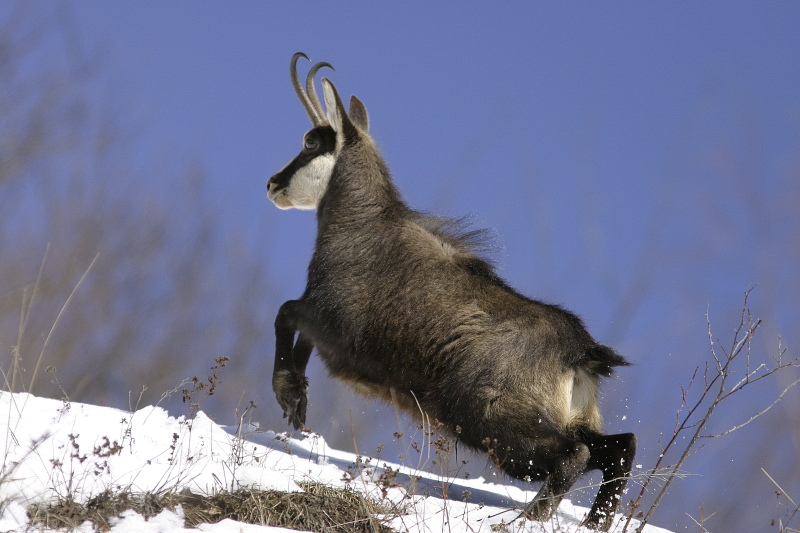 Chamois3.JPG