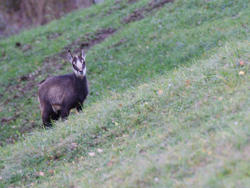 Chamois3.jpg