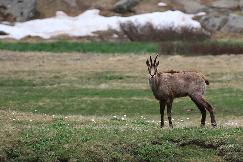 Chamois 3 Lac d'Allos.jpg