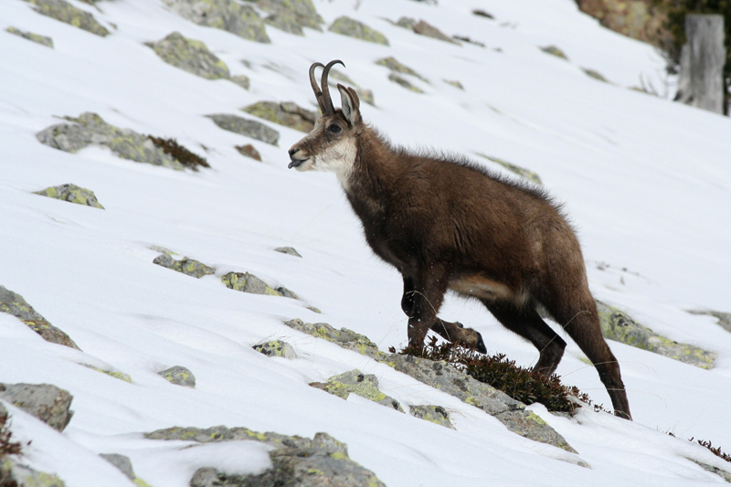 chamois_5132.jpg