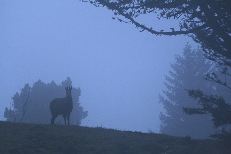 concours image et nature-chamois-grosbonre-2.jpg