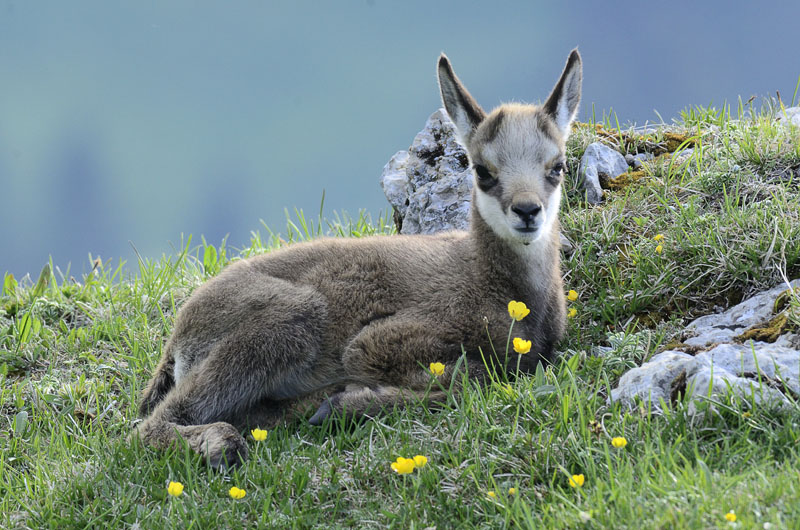 120526_114 jura_dole_faune_chamois bébé.jpg