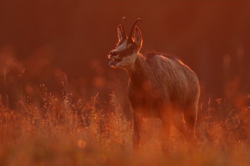 chamois 1.jpg