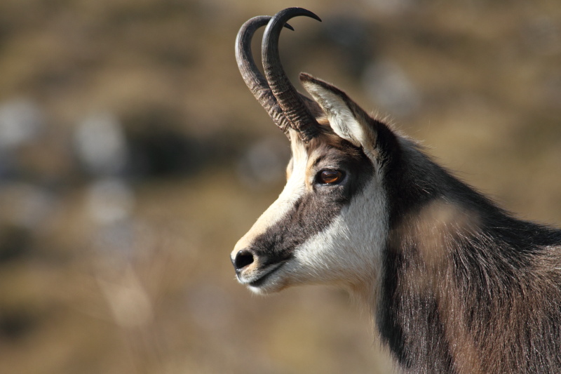 Chamois - 003.JPG