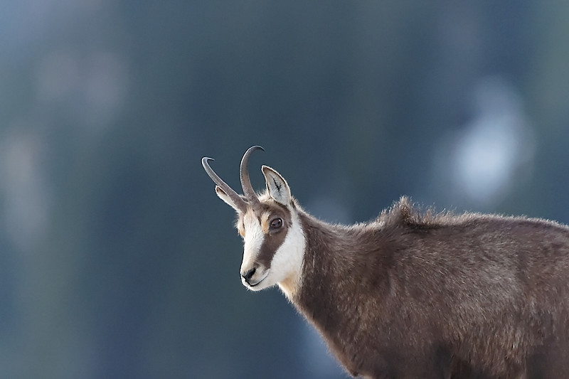 Chamois 2.jpg