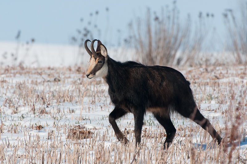 chamois_IB_2013_053.jpg