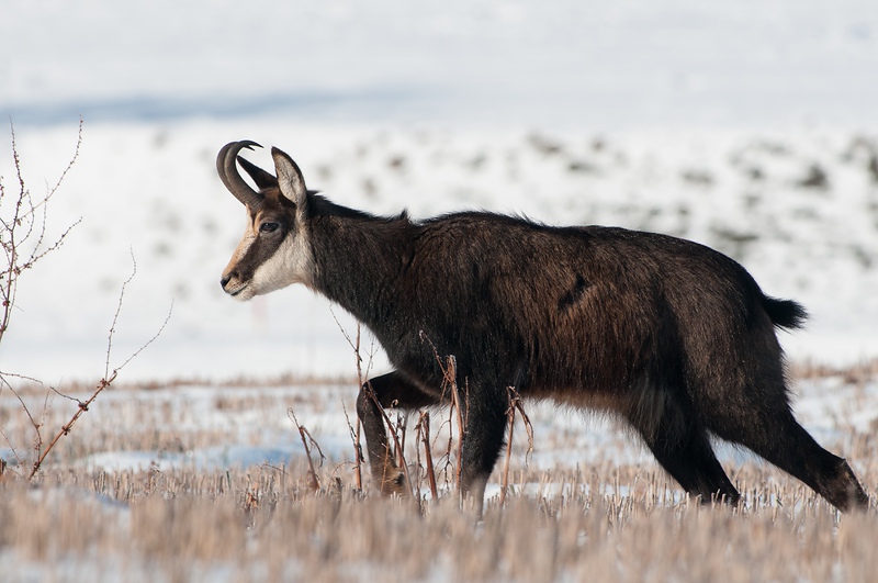 chamois_IB_2013_063.jpg