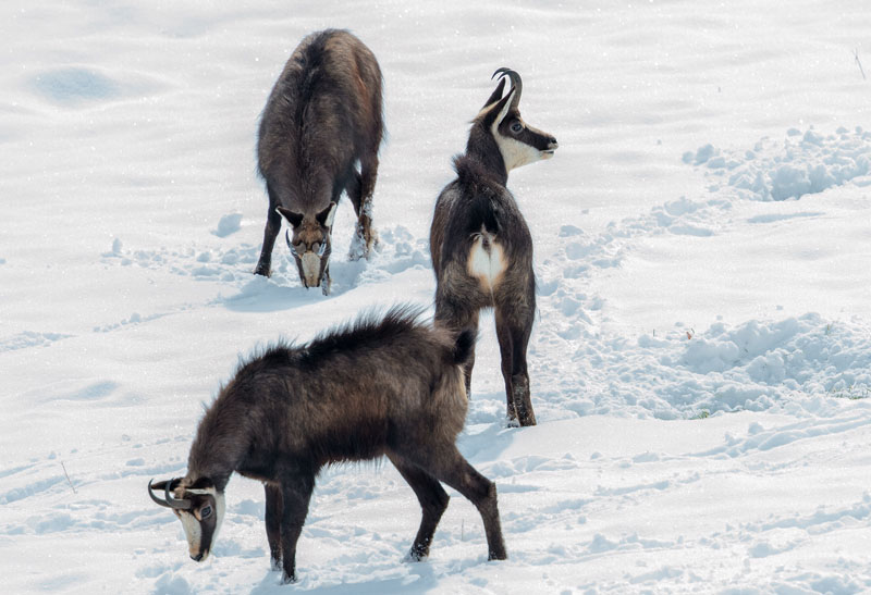 Chamois-novembre.jpg