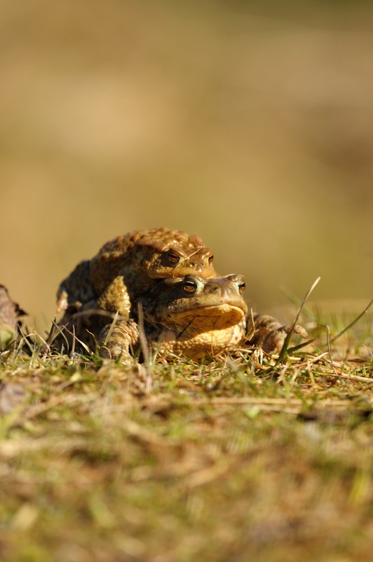 bufo 9- avril.jpg