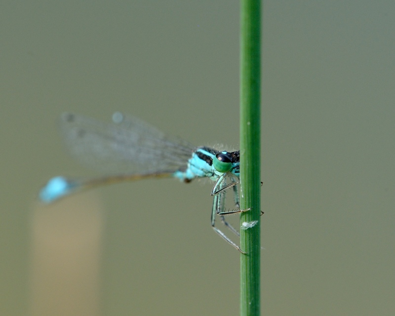 Coenagrion puella - juil.jpg