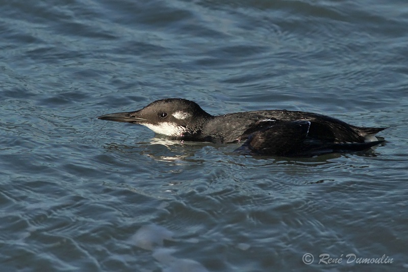 guillemot 102663phf.jpg