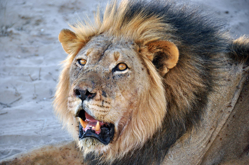 Namibie novembre 2013 D 90 397_modifié-7.jpg