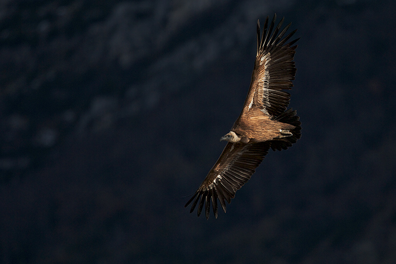 Vautour Fauve dans la Lumière.jpg