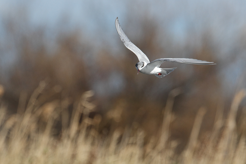 Whiskered tern-1.jpg