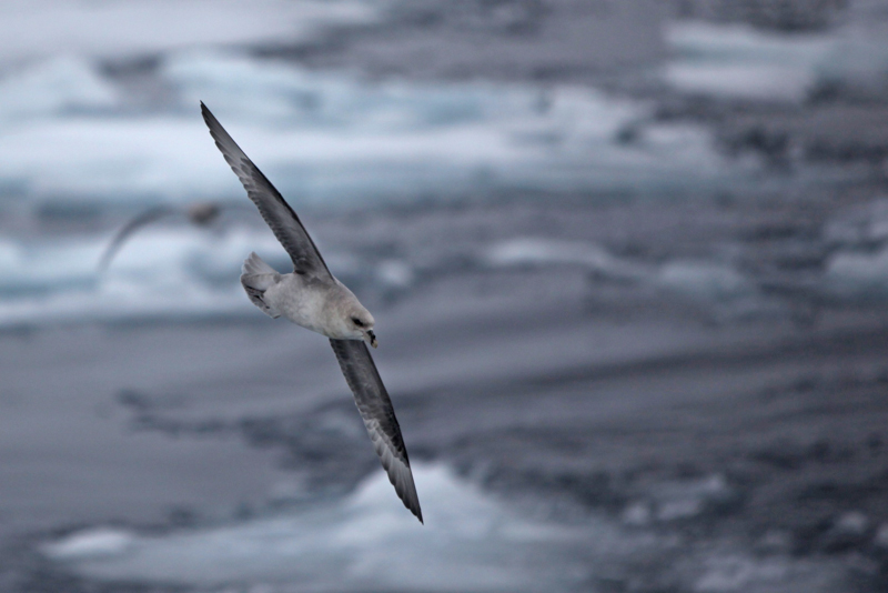 fulmar boréal.jpg