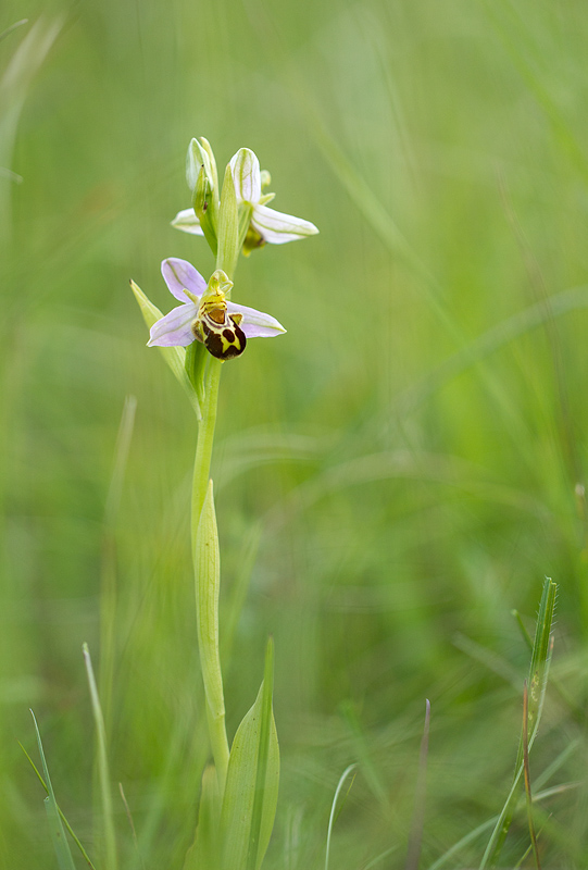 Orchidée-1-.jpg