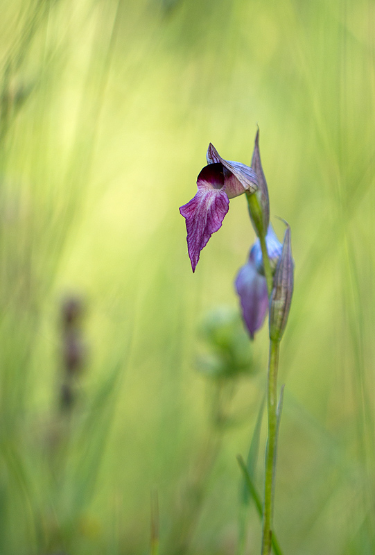 Orchidée-4-.jpg