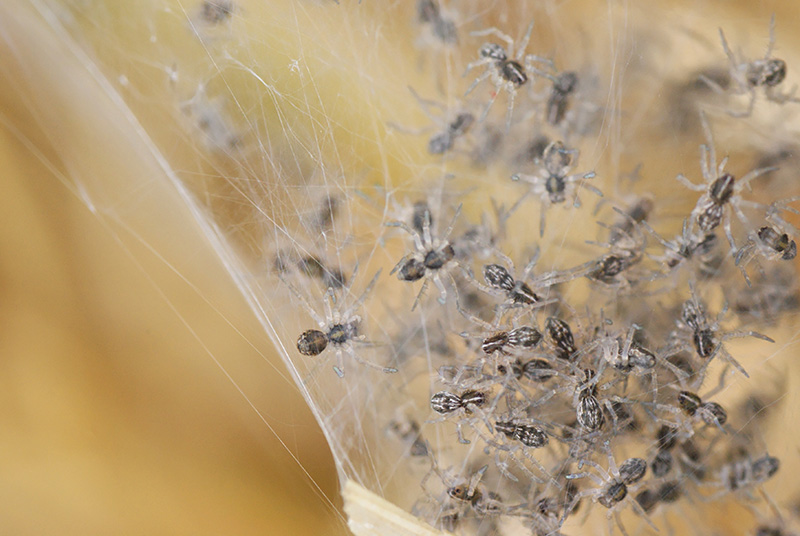 concours image nature araignée 1.jpg