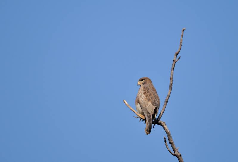 16 Tadoba Busautour aux yeux blancs.jpg