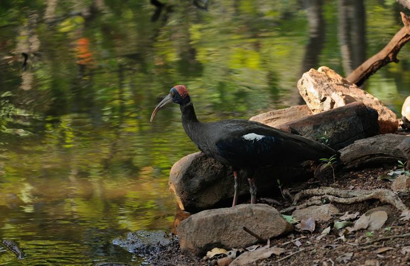 19 Tadoba Ibis noir.jpg