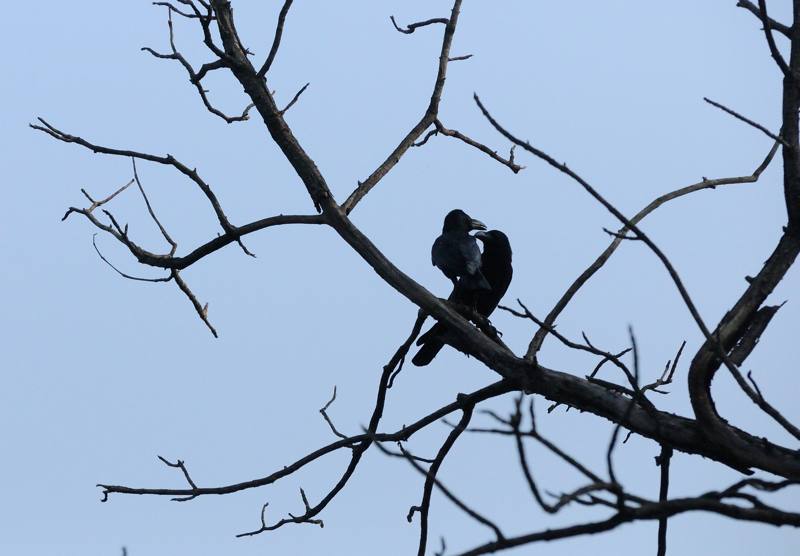 25 Tadoba Corbeaux à gros bec.jpg