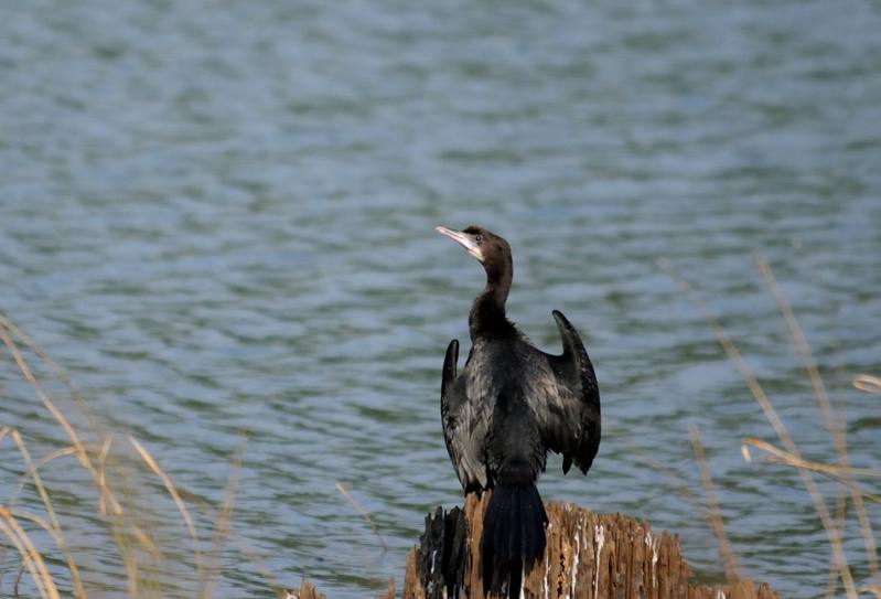 28 Tadoba Cormoran à cou brun.jpg