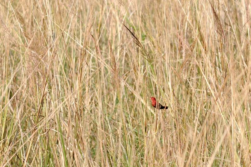 29 Tadoba Bengali rouge.jpg