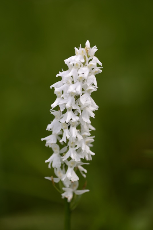 dactylorhiza - petit.jpg