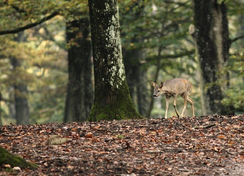 Chevreuil 4 Image Nature.jpg