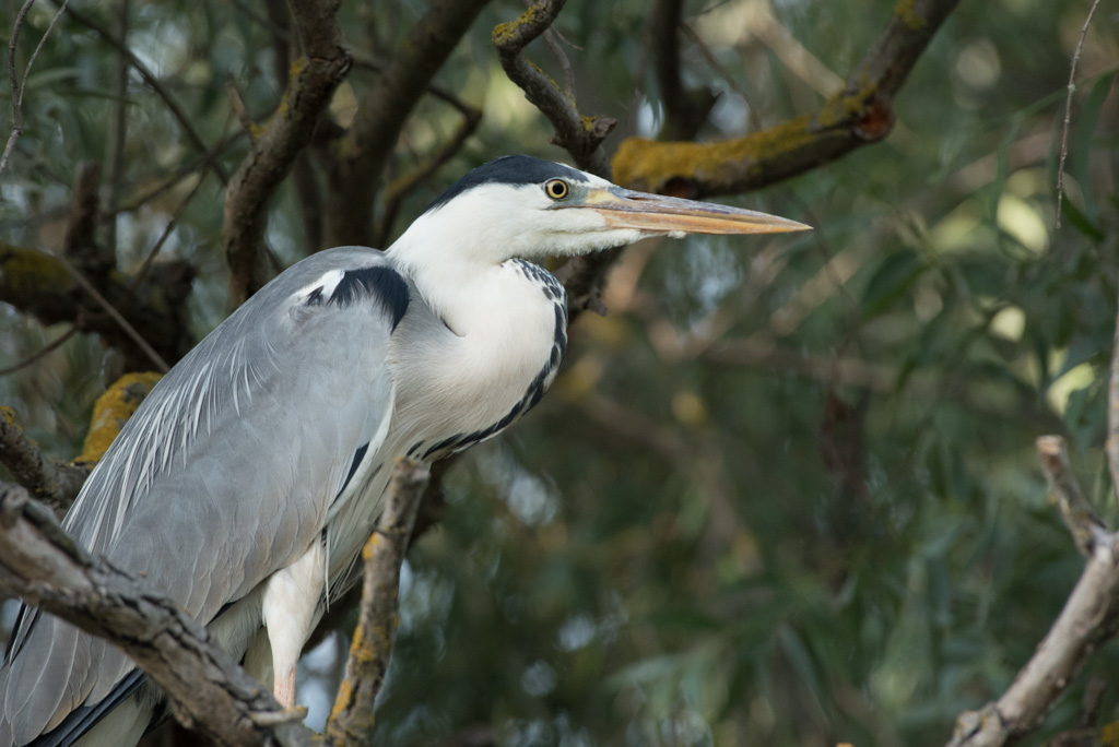 heron cendré -1.jpg