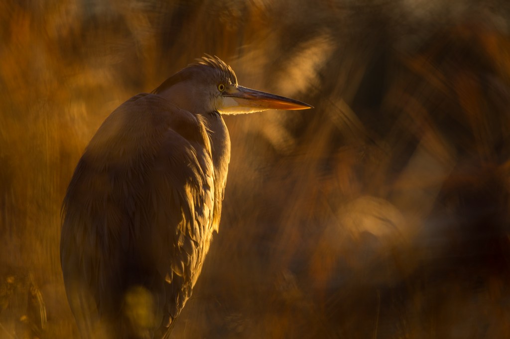 heron 03.jpg