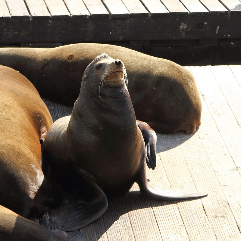 169 Lions de mer de Californie  Pier 39.jpg