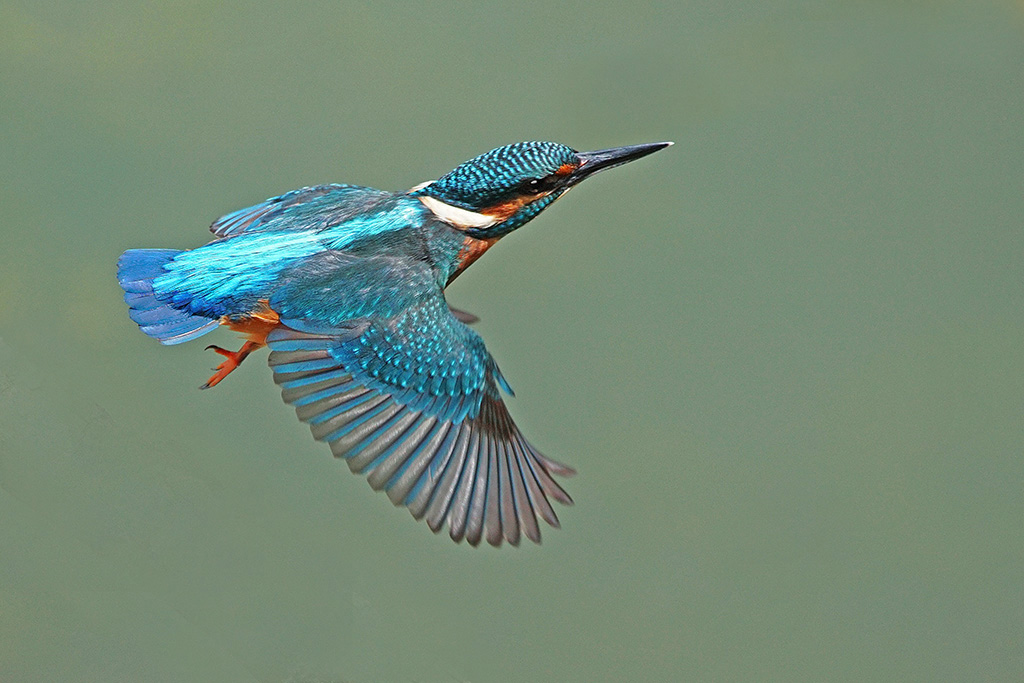 flèche bleue.jpg