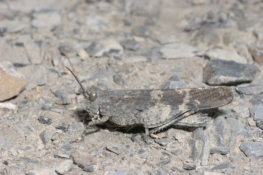 Oedipoda germanica M 2 IN.jpg