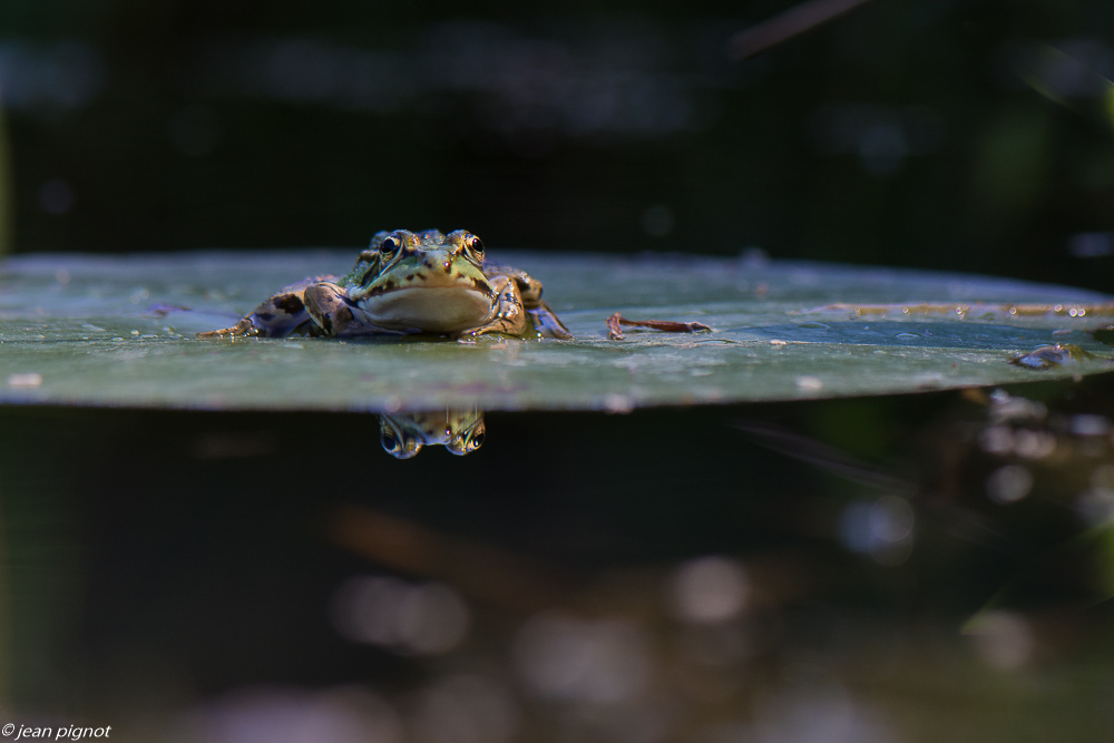 grenouille verte 05 2020-4297.jpg