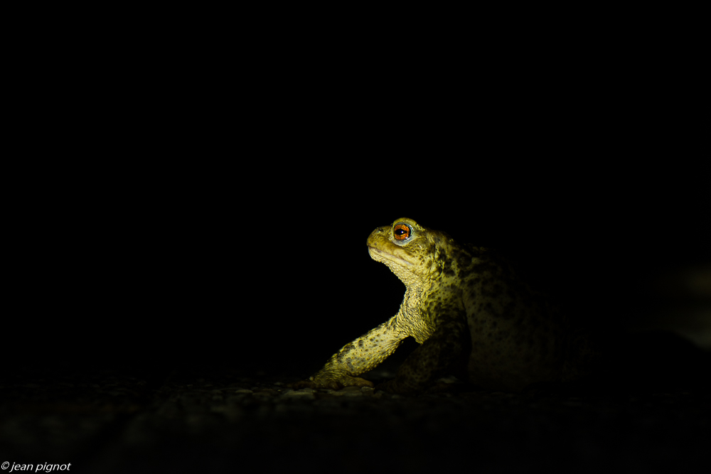 bufo bufo 07 2020-7005-2.jpg