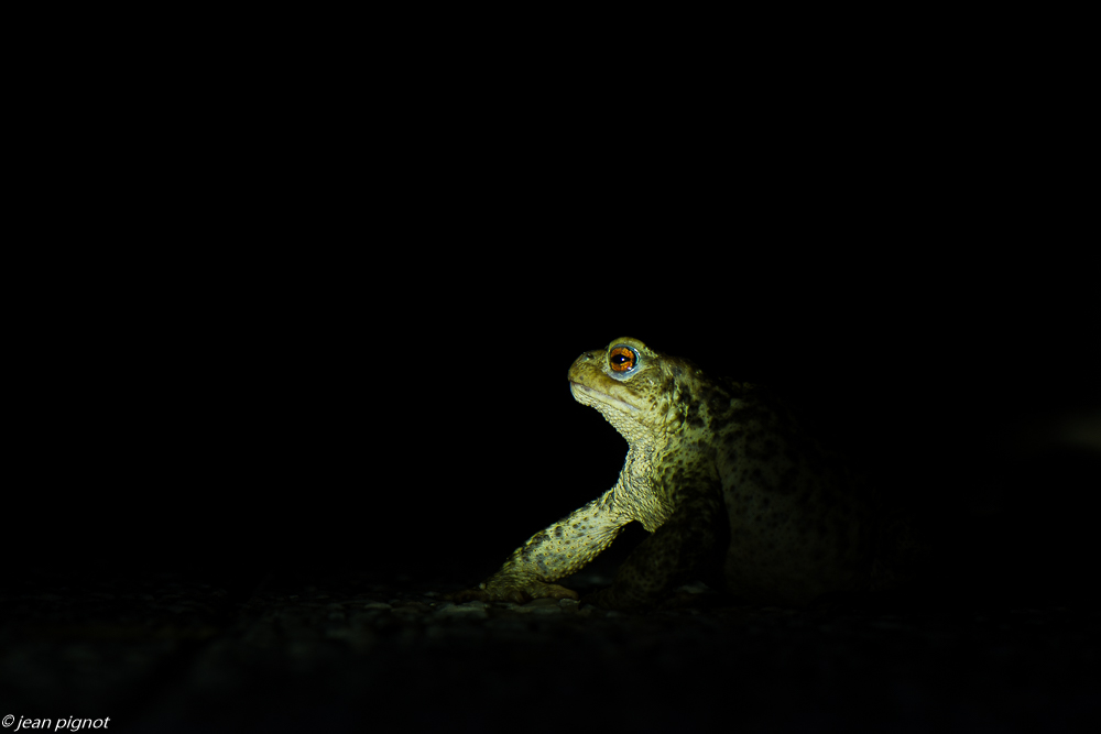 bufo bufo 07 2020-7005-3.jpg