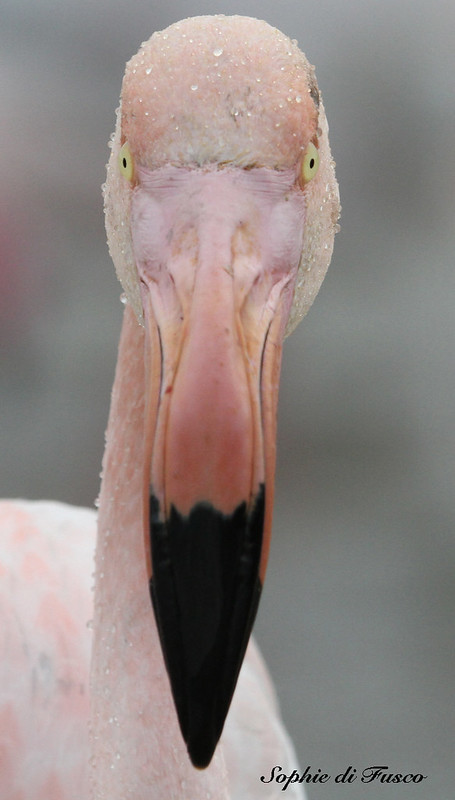 Flamant rose.jpeg