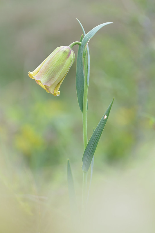 fritillaire jaune.jpg