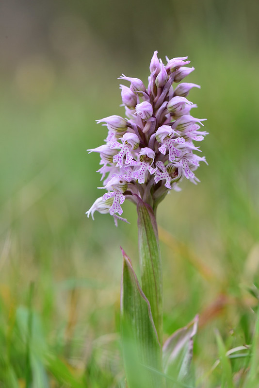 orchis conique.jpg