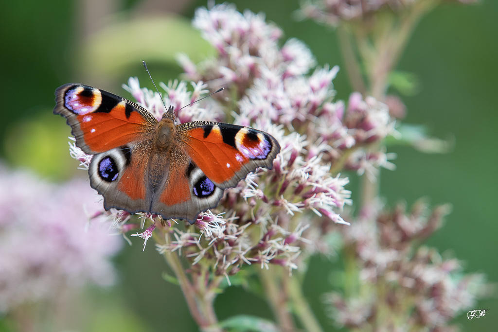 Paon du jour (Aglais io)-66.jpg