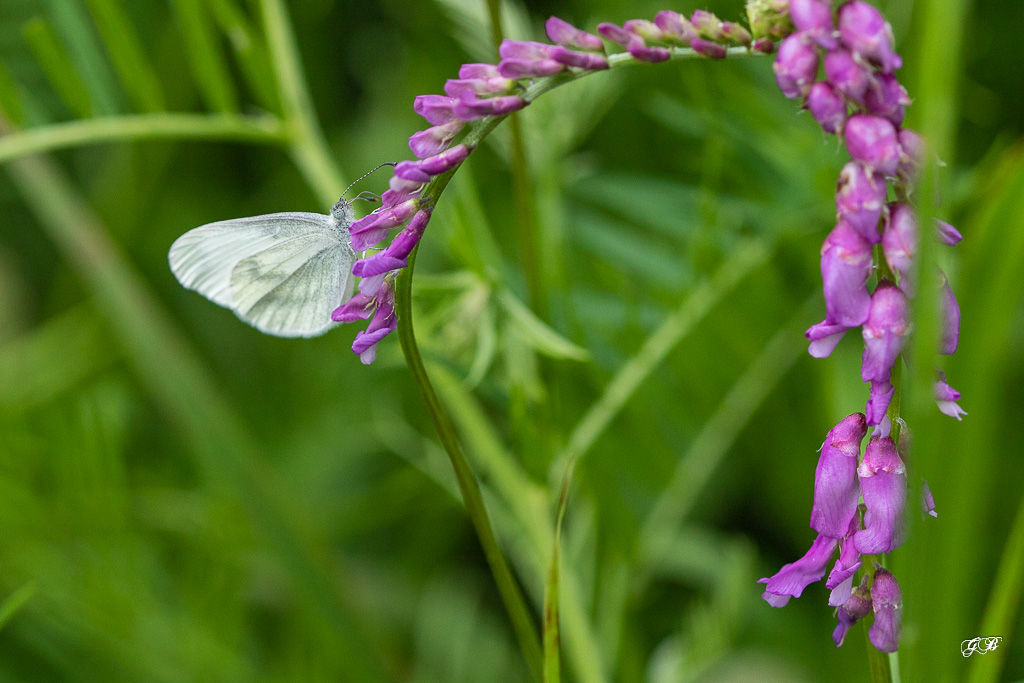 Piéride (Leptidea sp.) sinapsis ou reali-1.jpg