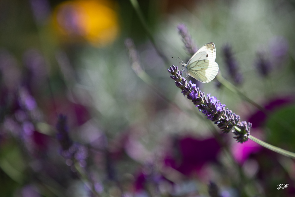 Piéride du navet (Pieris napi)-6.jpg