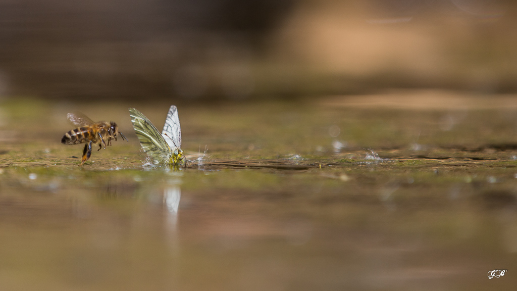 Piéride du navet (Pieris napi)-12.jpg