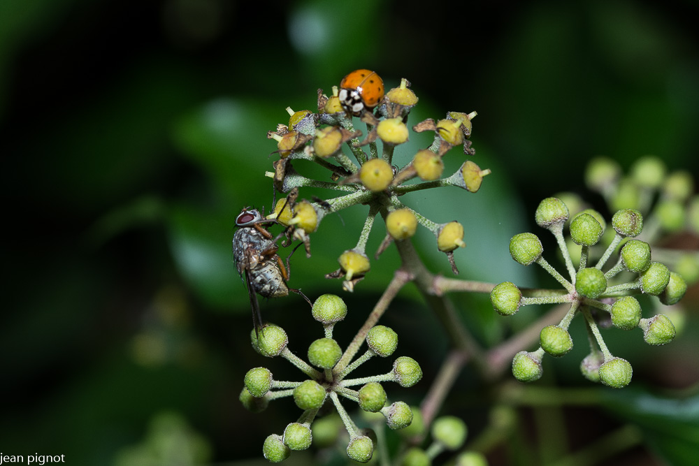 mouche et coccinelle.JPG