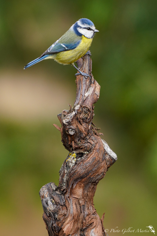 Mésange bleue-6.jpg