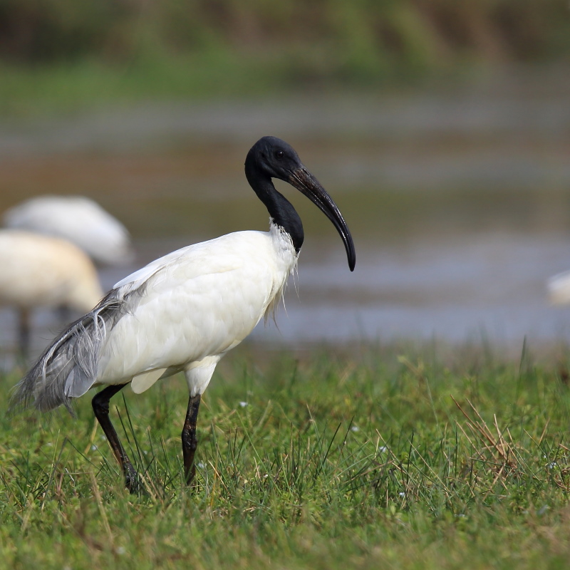 154 Ibis à têtee noire.jpg