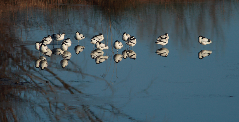 avocette paiundi.jpg