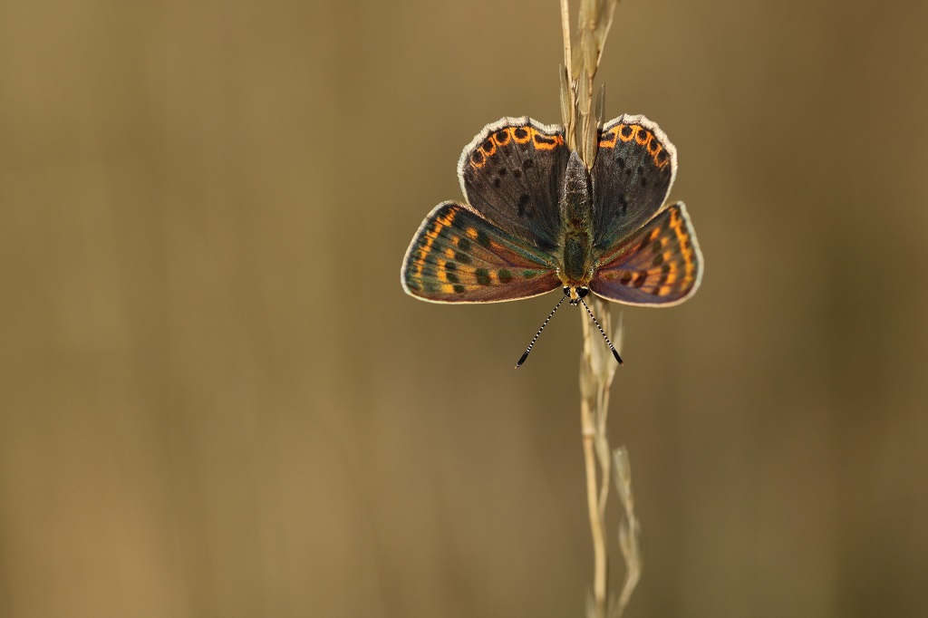 11 IMG_3776  Lycaena tityrus C. fuligineux♀.JPG