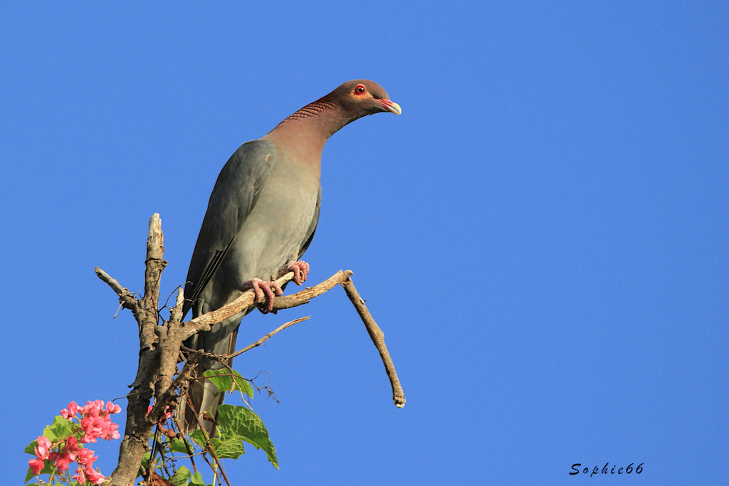 Pigeon à cou rouge Patagioenas squamosa - Scaly-naped Pigeon.jpeg